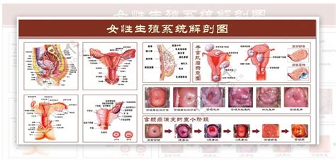 女人 身體|【科普动画】女性身体构造图及各系统器官功能